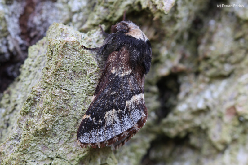 Poecilocampa alpina ssp. canensis